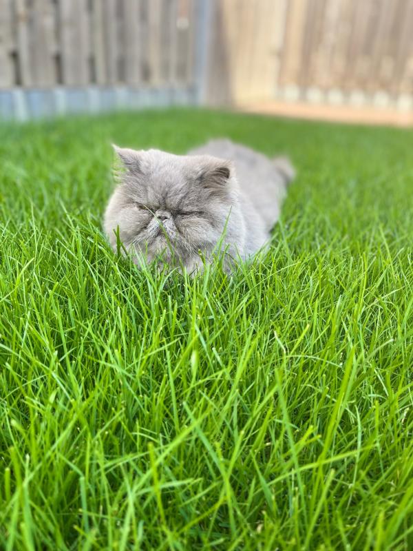 Pom