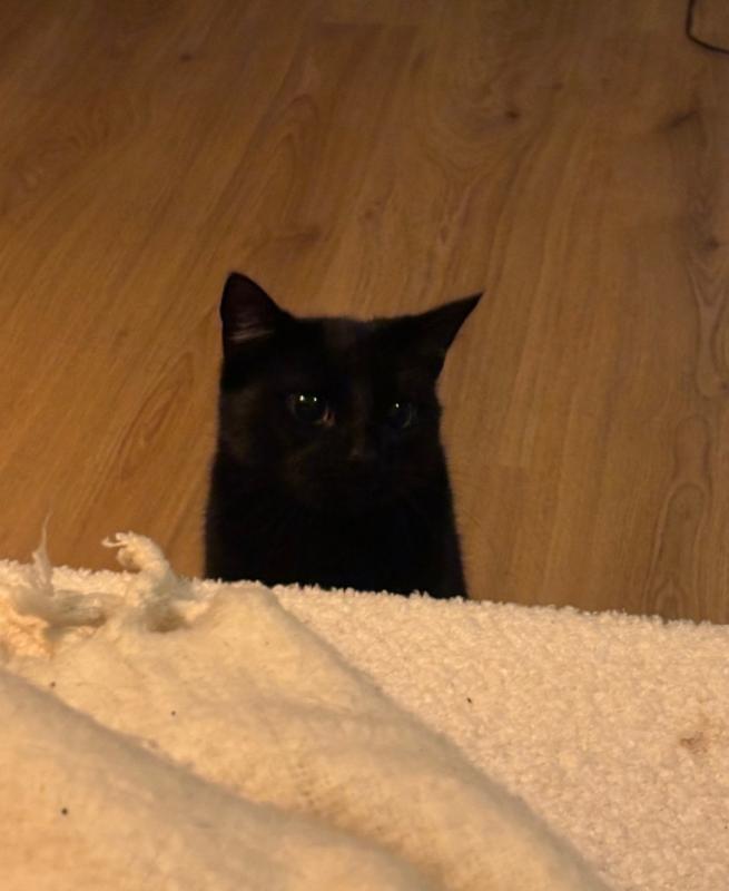 Pepper