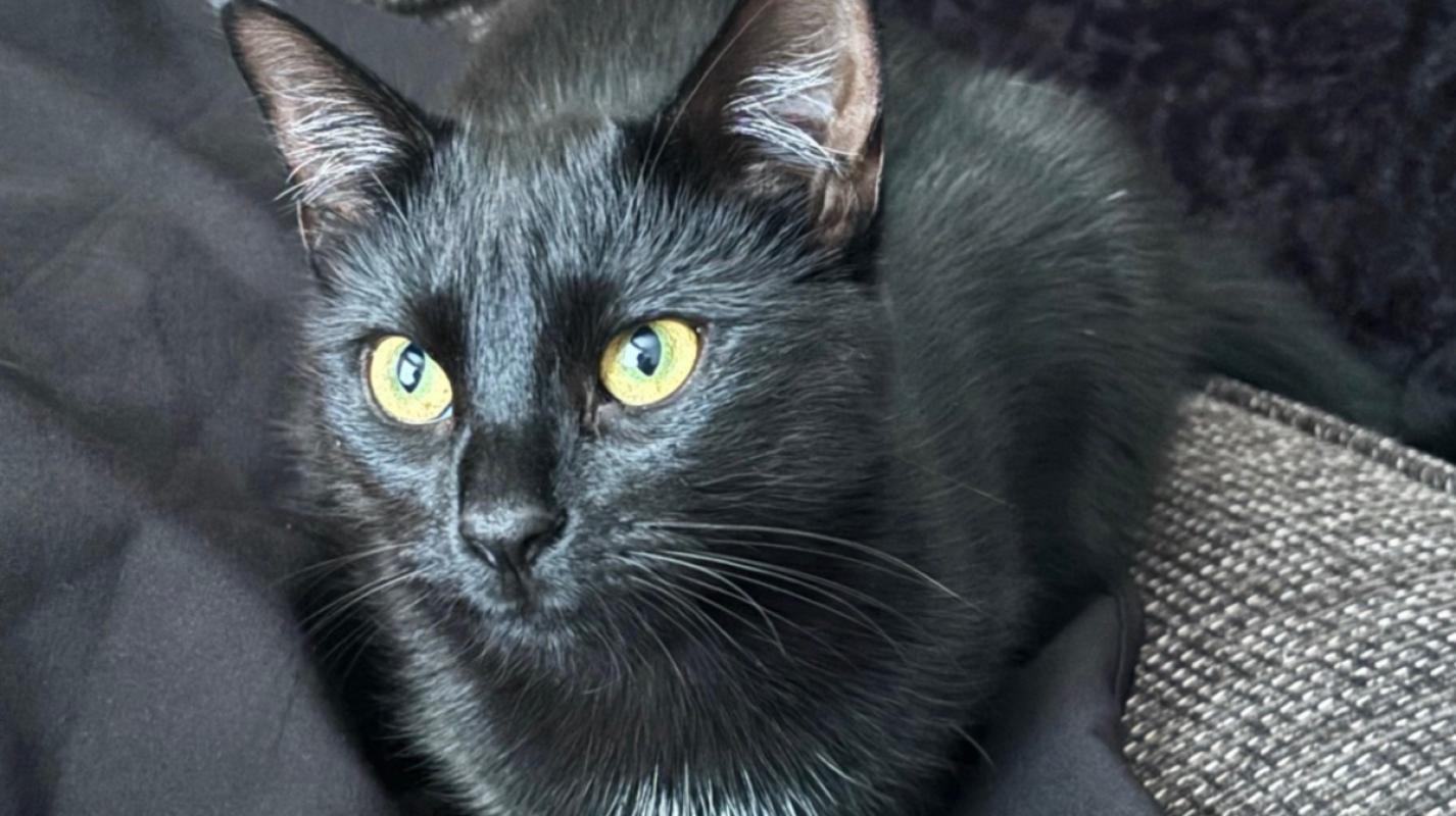 Pepper