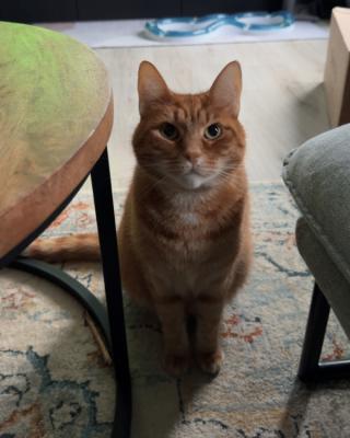Pepper