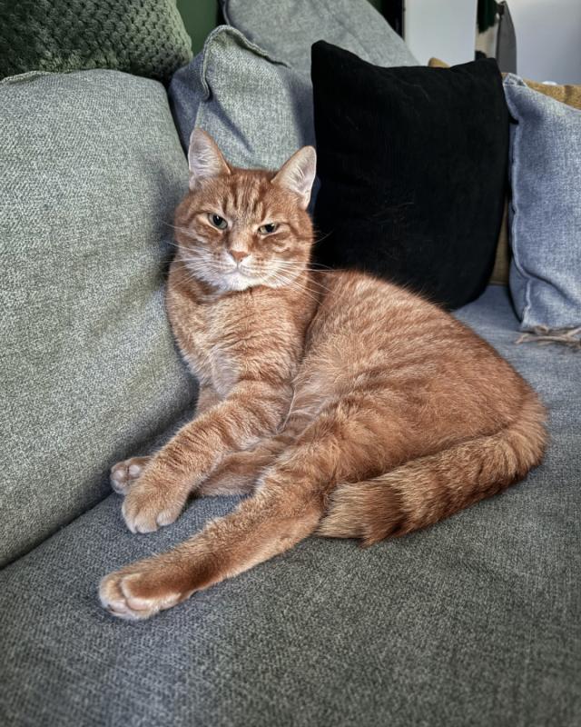 Pepper