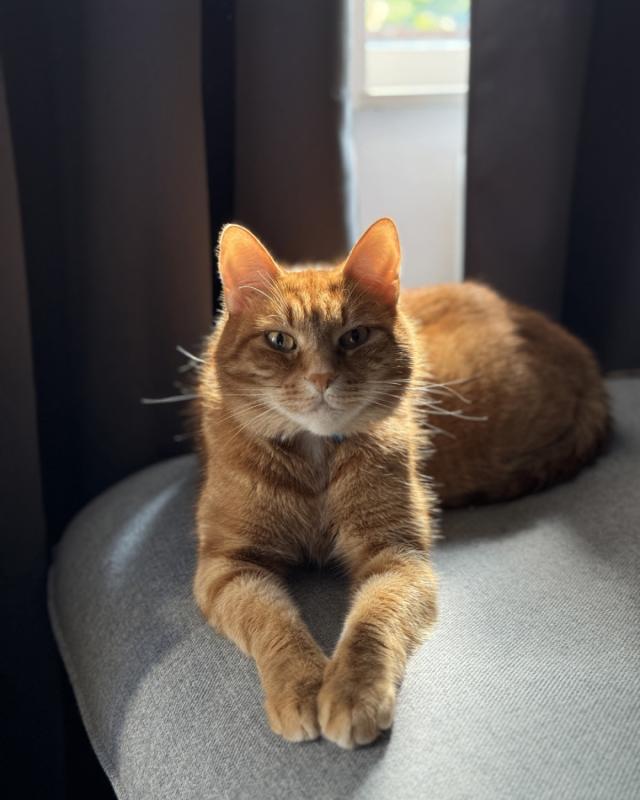 Pepper