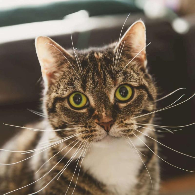 Mischa