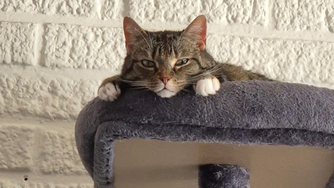 Mischa