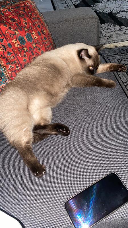 Toshi