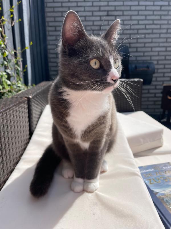 Gijs