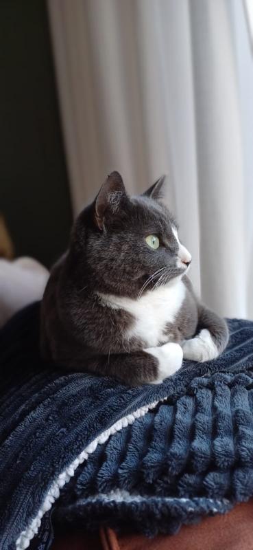 Gijs