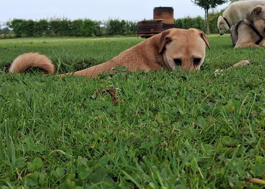 Odin