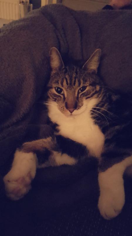 Binkie