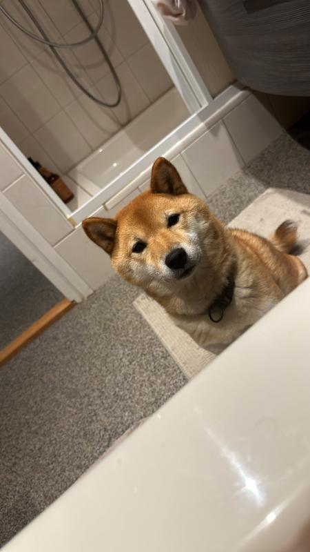 Nobi