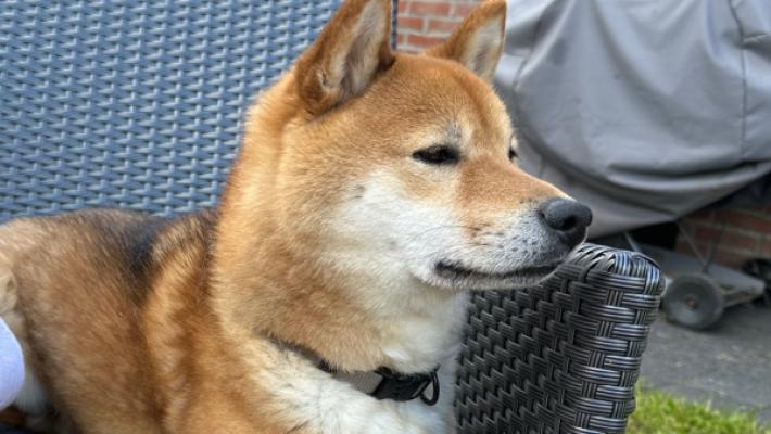 Nobi