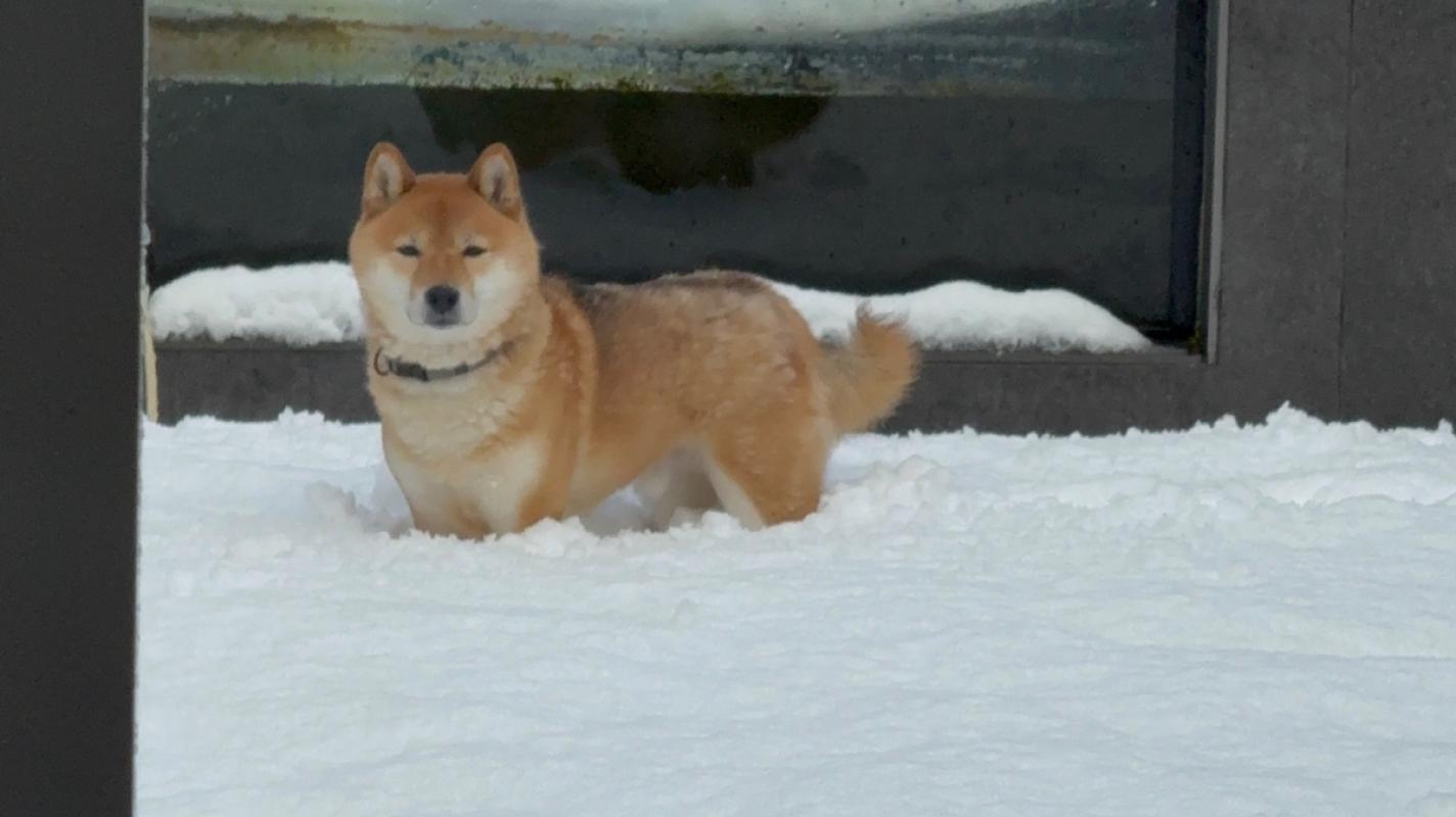 Nobi