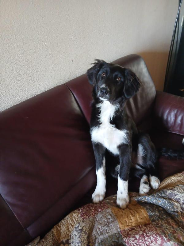 Koda