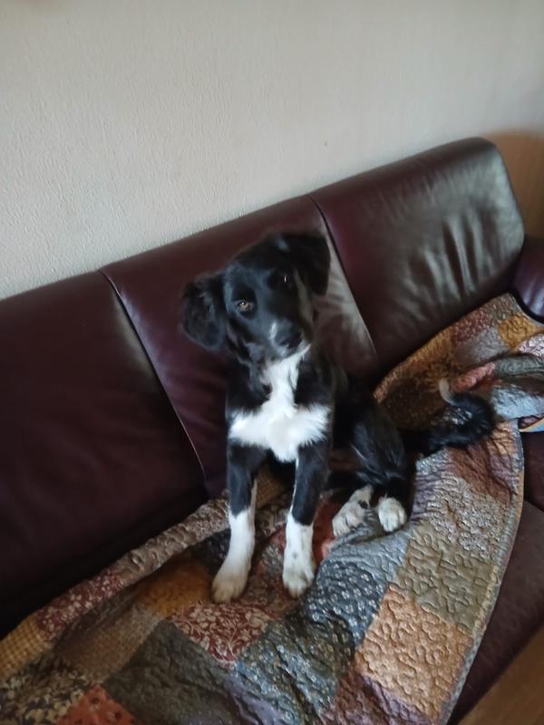 Koda