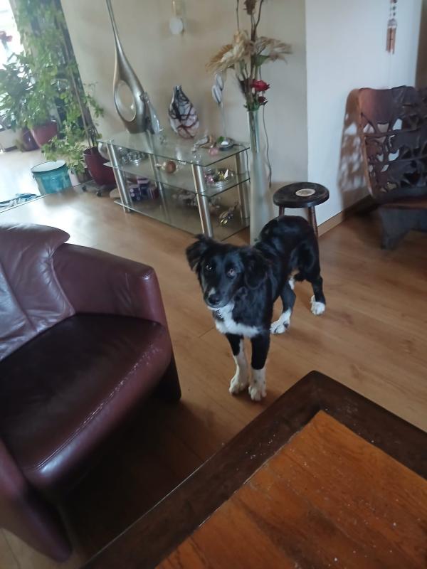 Koda