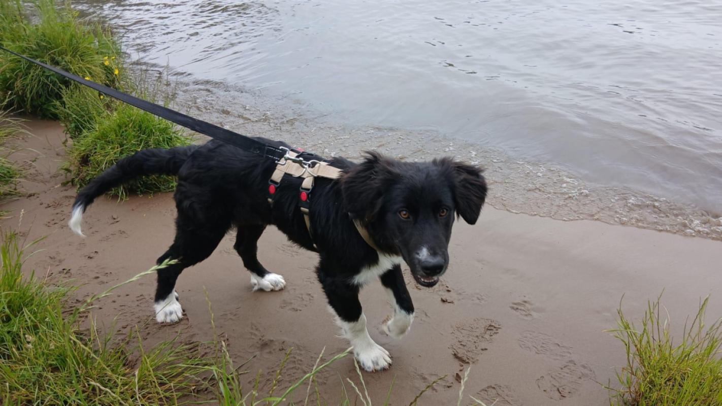 Koda