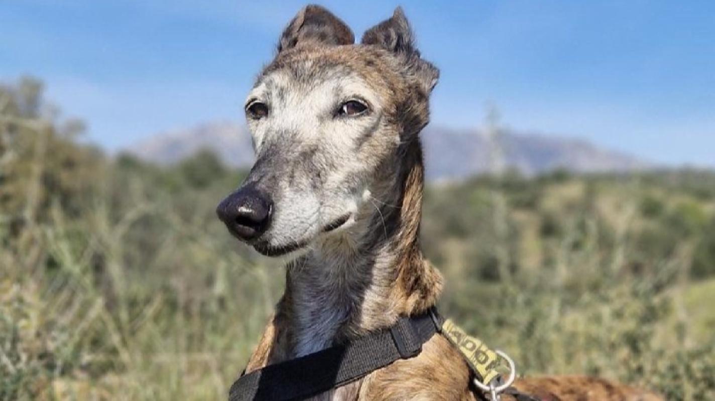 Mediosa