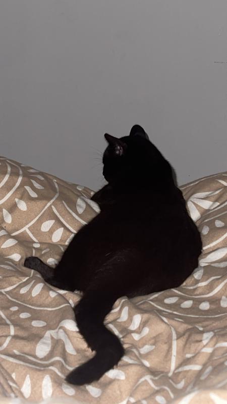 Nalla