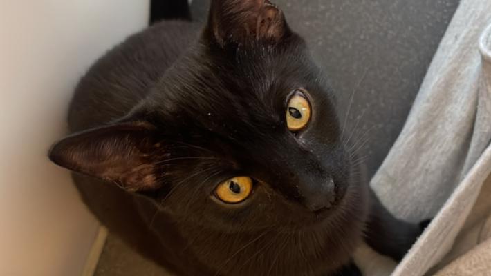 Nalla