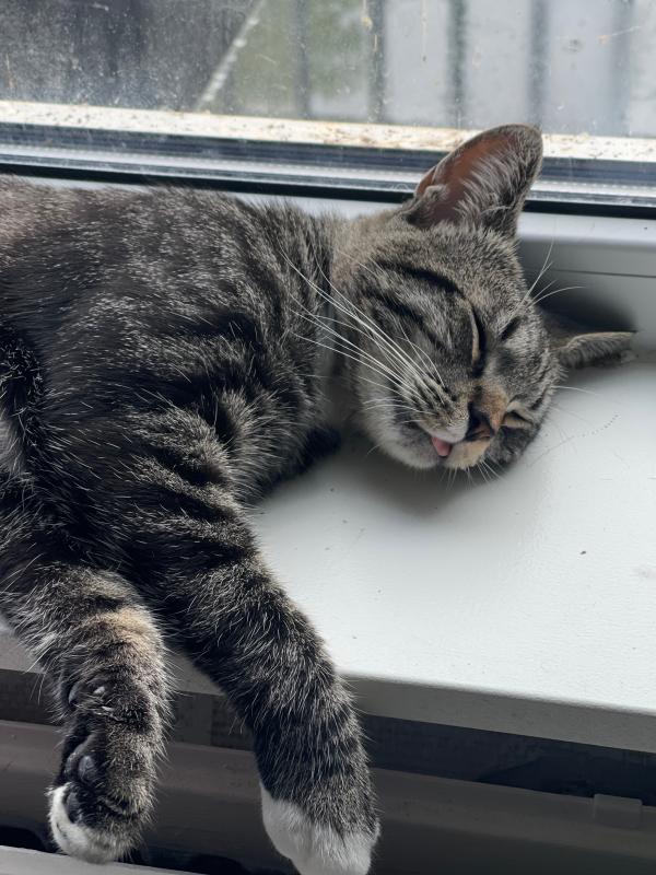 Simba