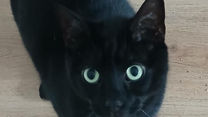 Rambo