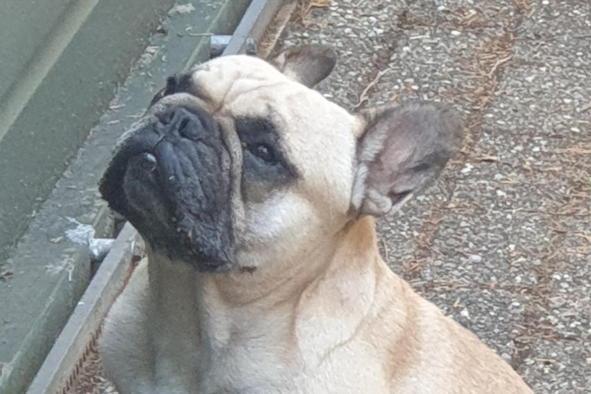 Drommel