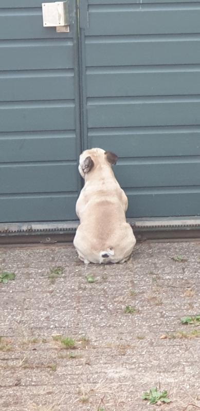 Drommel
