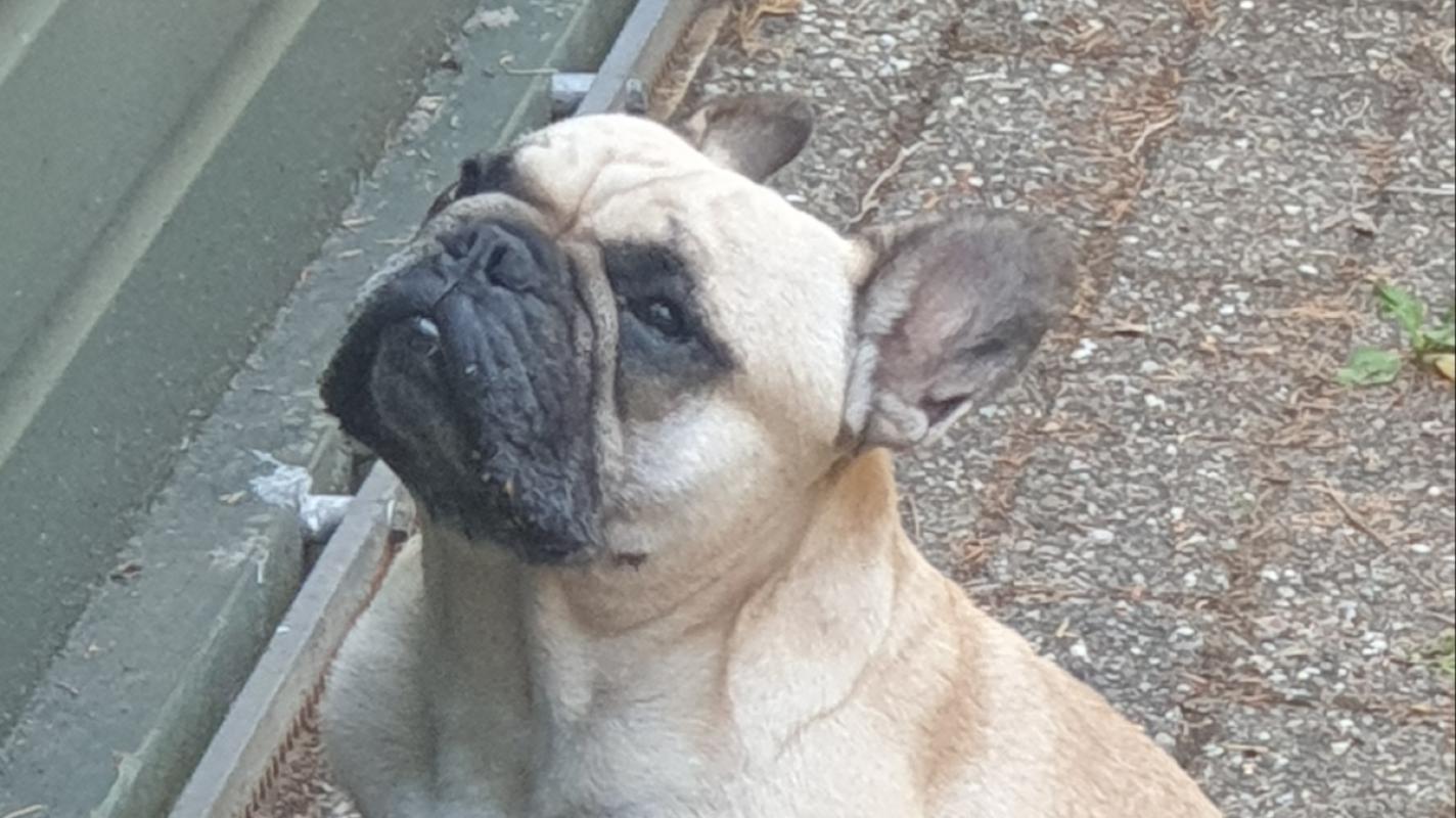 Drommel
