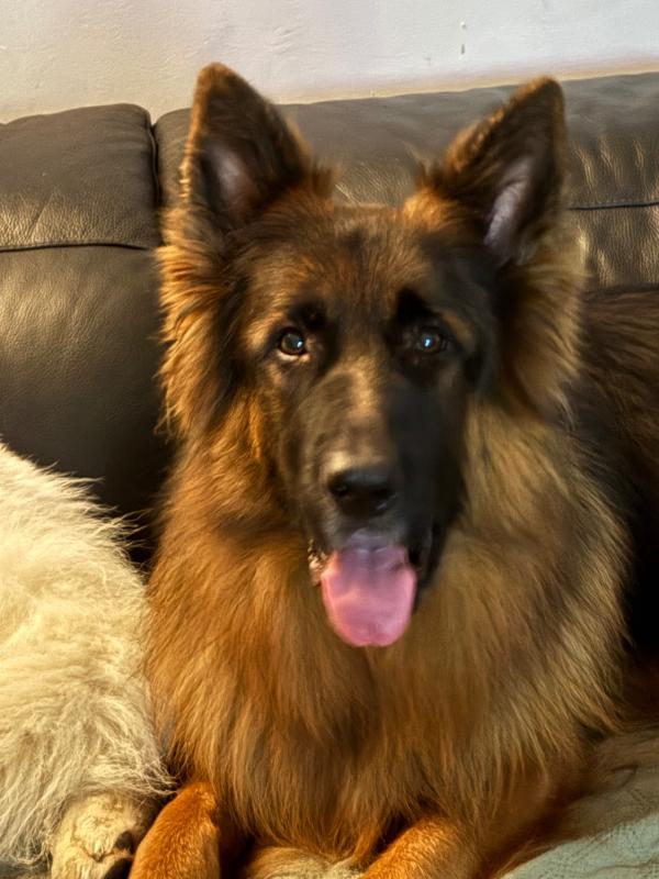 Ringo