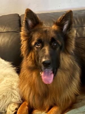 Ringo