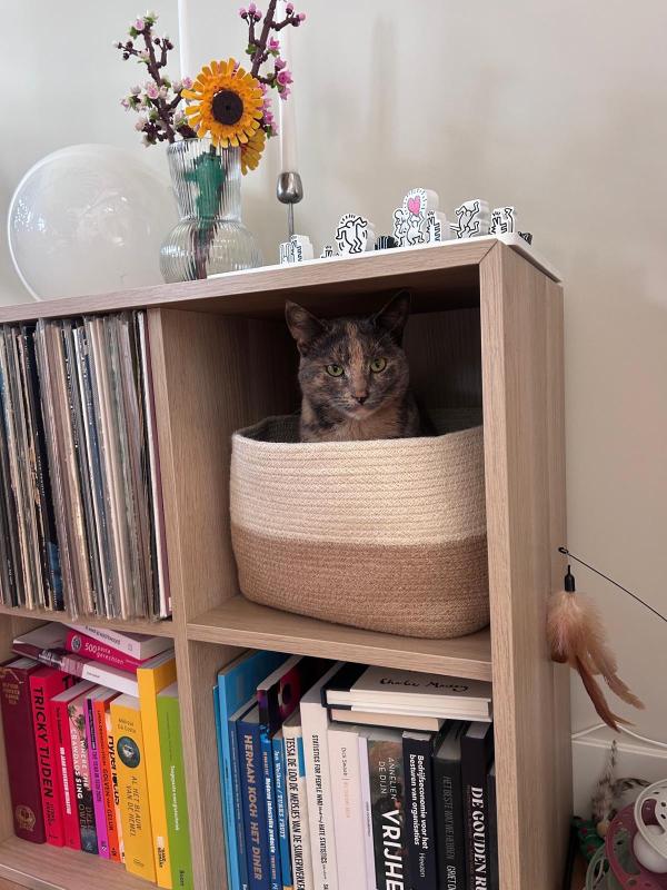 Pip