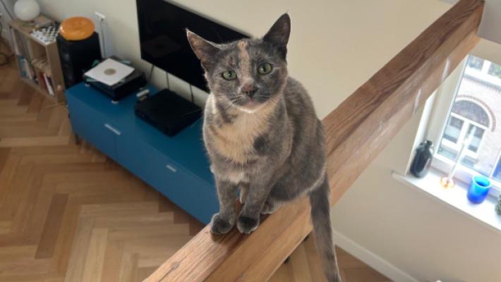 Pip