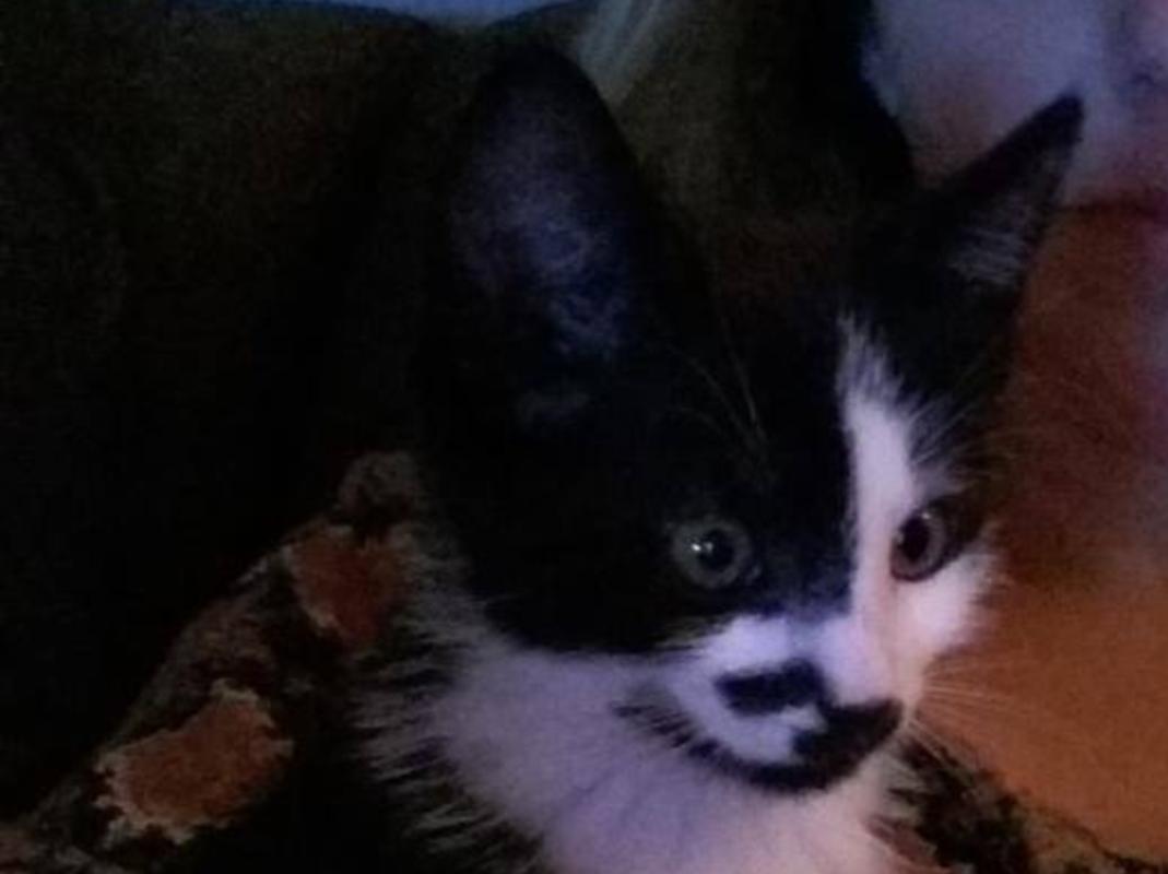 Pipa