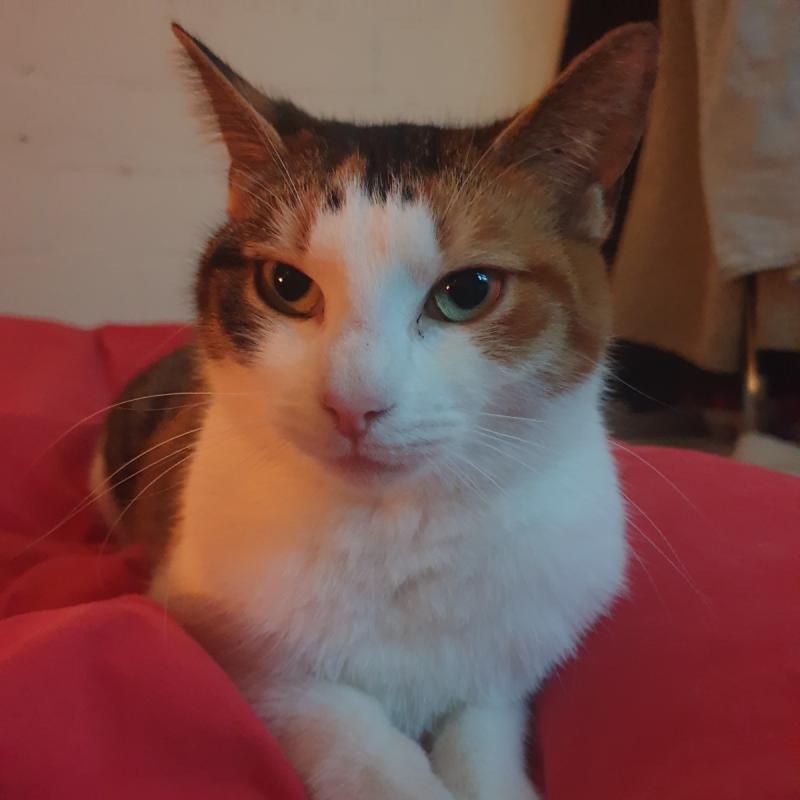 Pukje