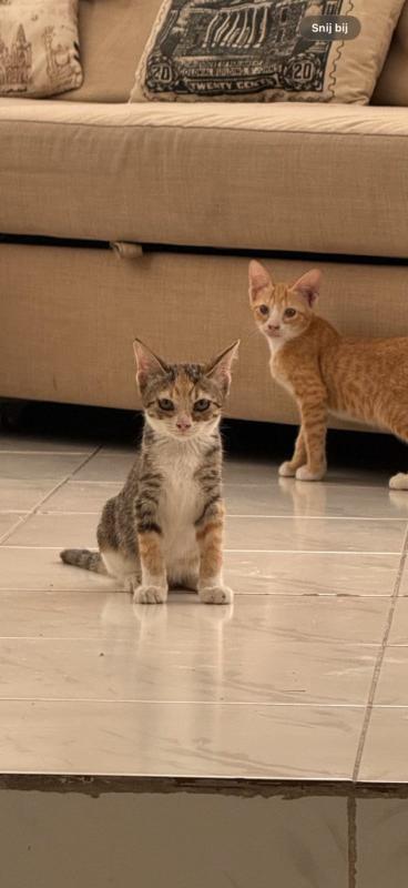 Tabby