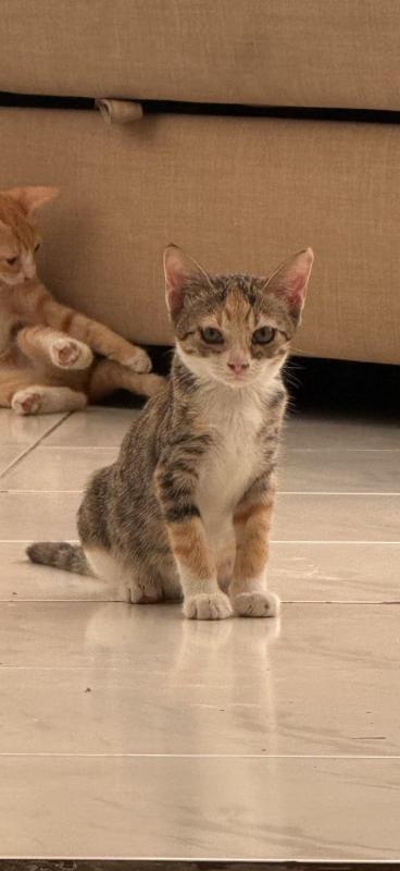 Tabby