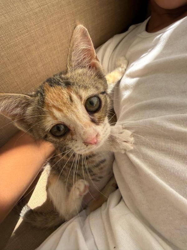Tabby