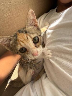 Tabby
