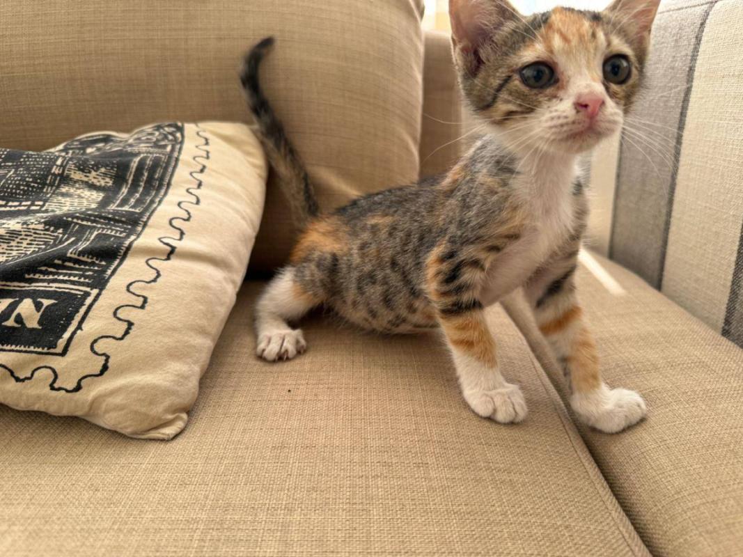 Tabby