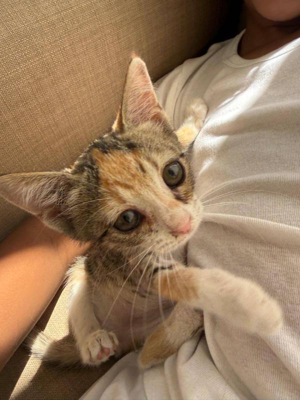 Tabby