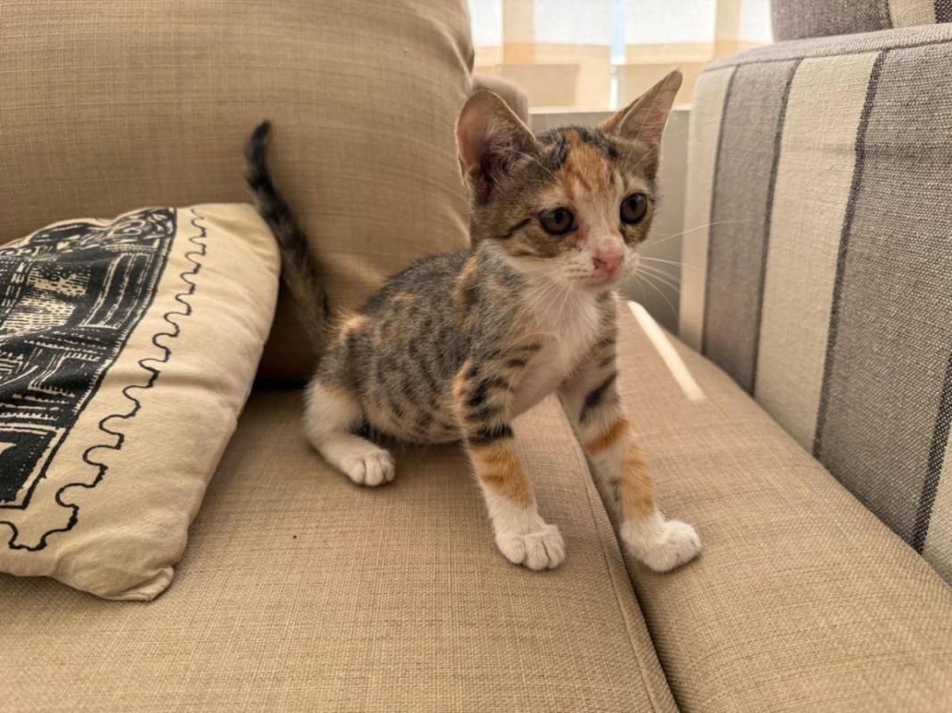 Tabby