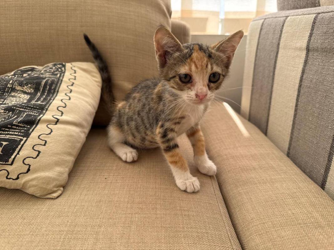 Tabby