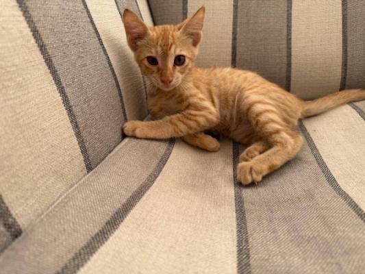 Tessy
