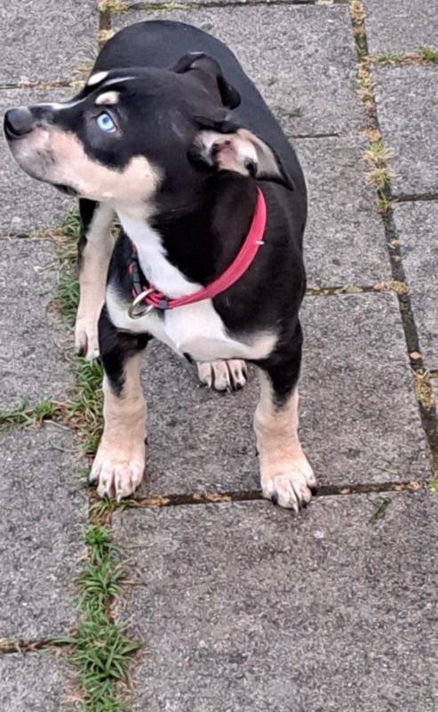 Nala