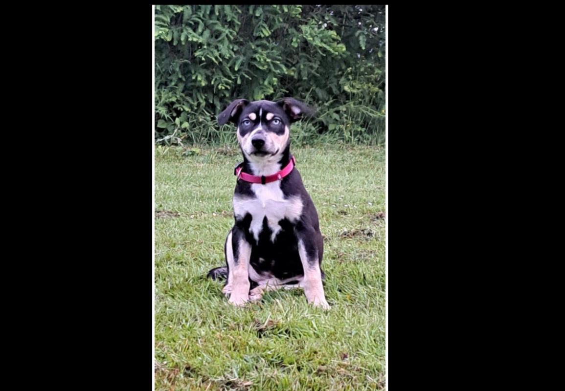 Nala