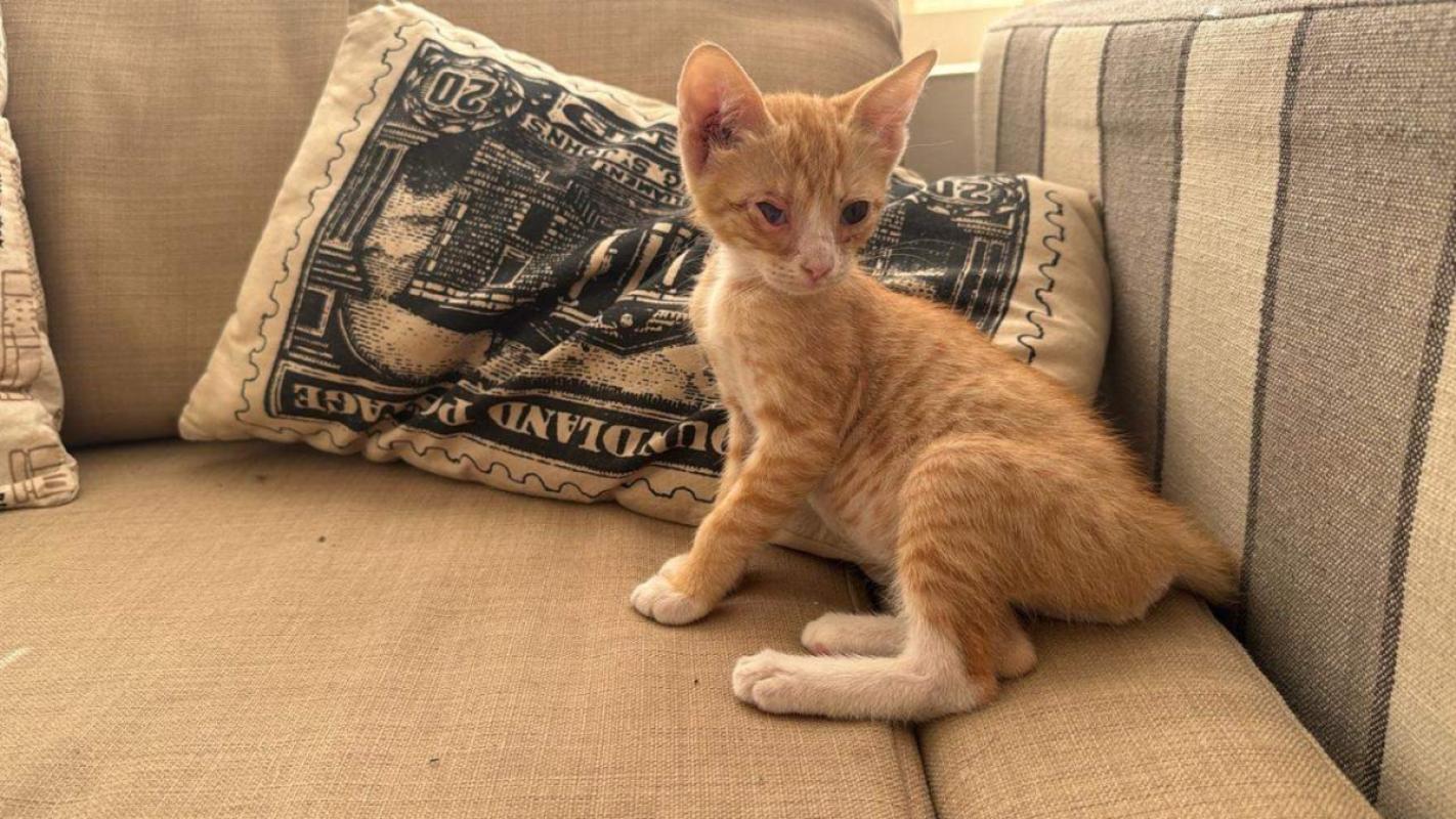 Ginger