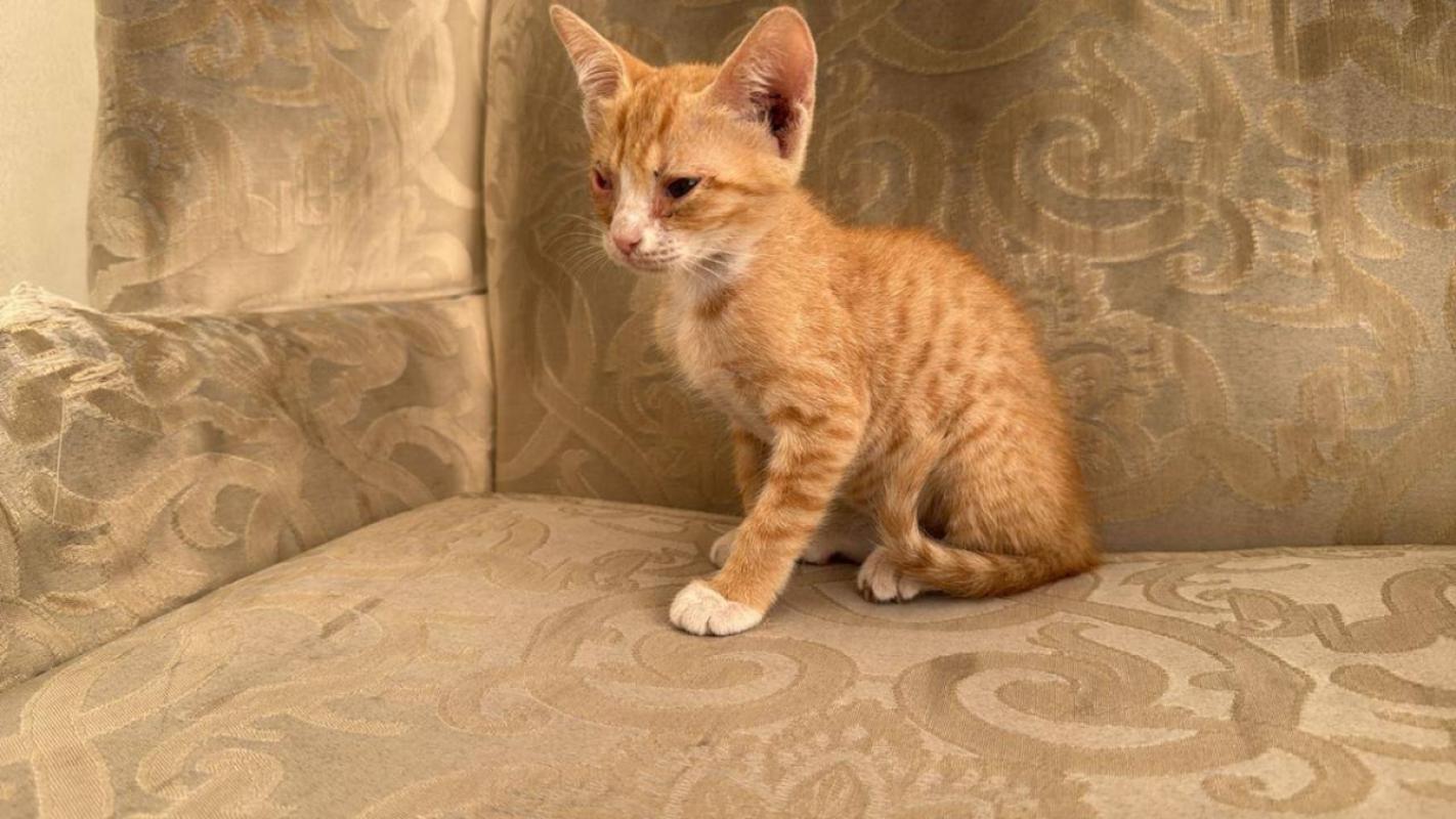 Ginger
