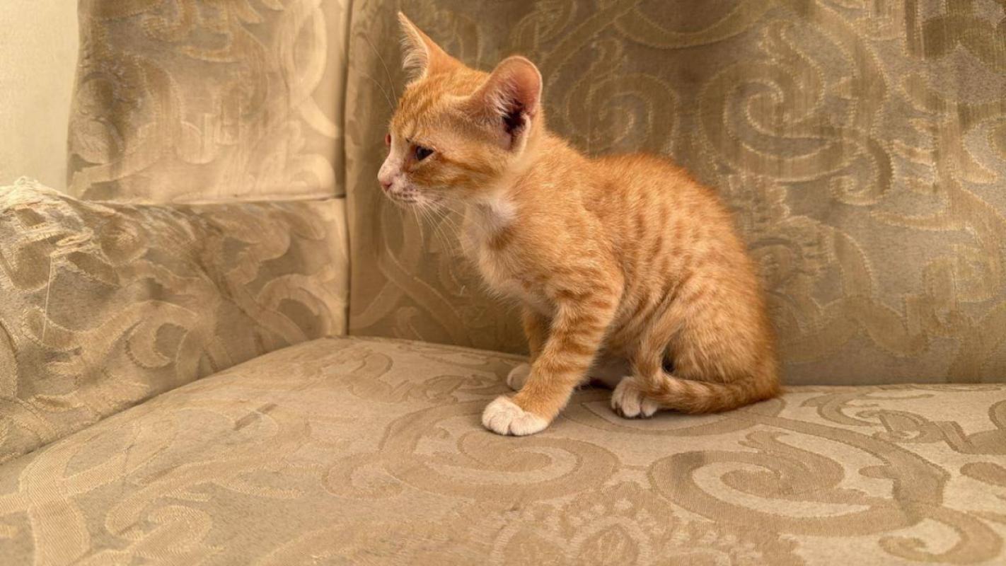 Ginger