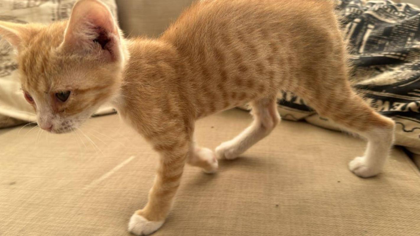 Ginger