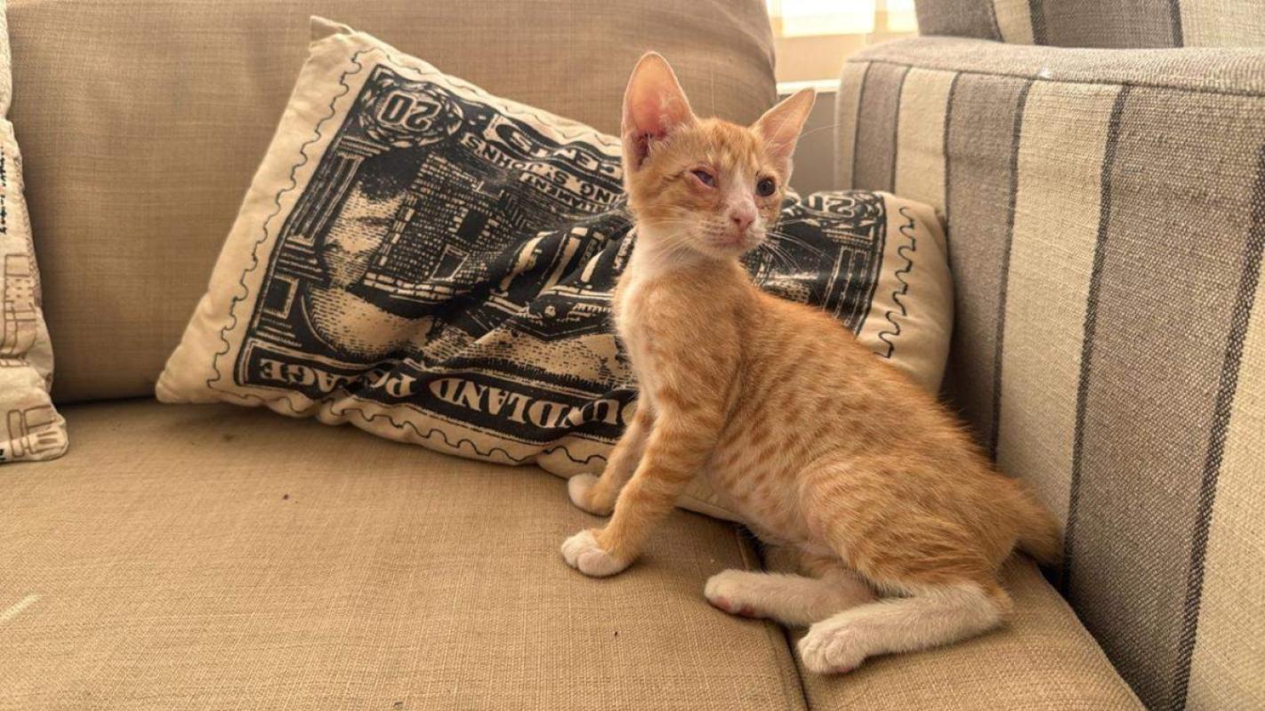 Ginger